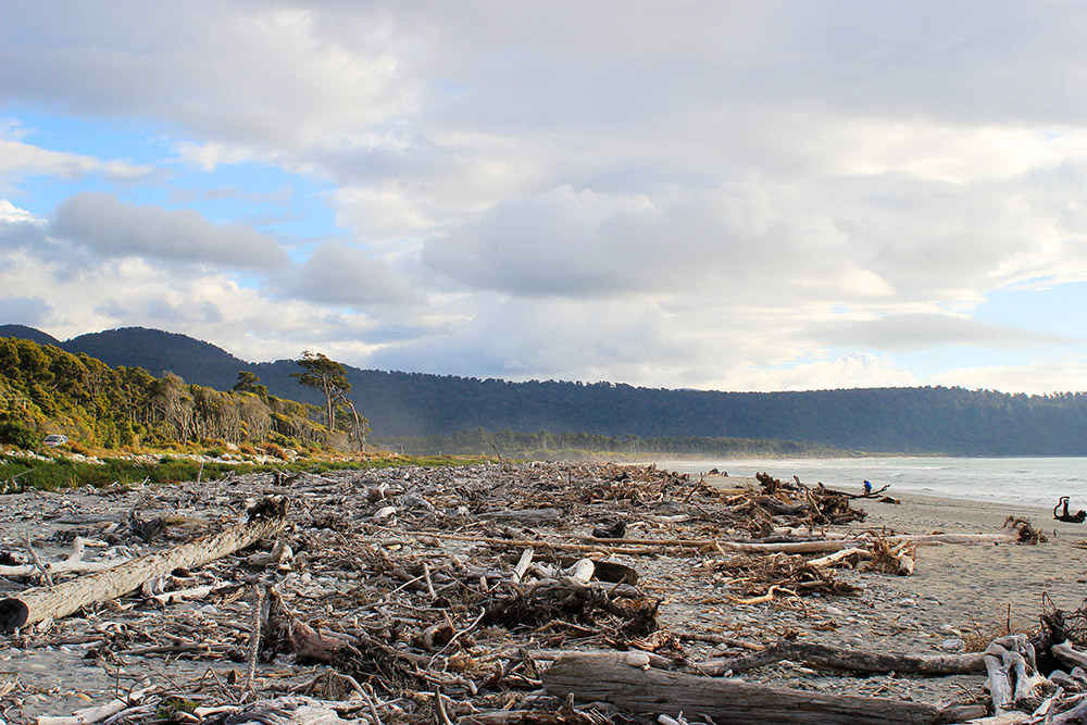 Totes Holz - Tolle Fotos von Neuseelands vielfältiger Landschaft und Flora und Fauna vom Fotografen und Grafikdesigner Markus Wülbern